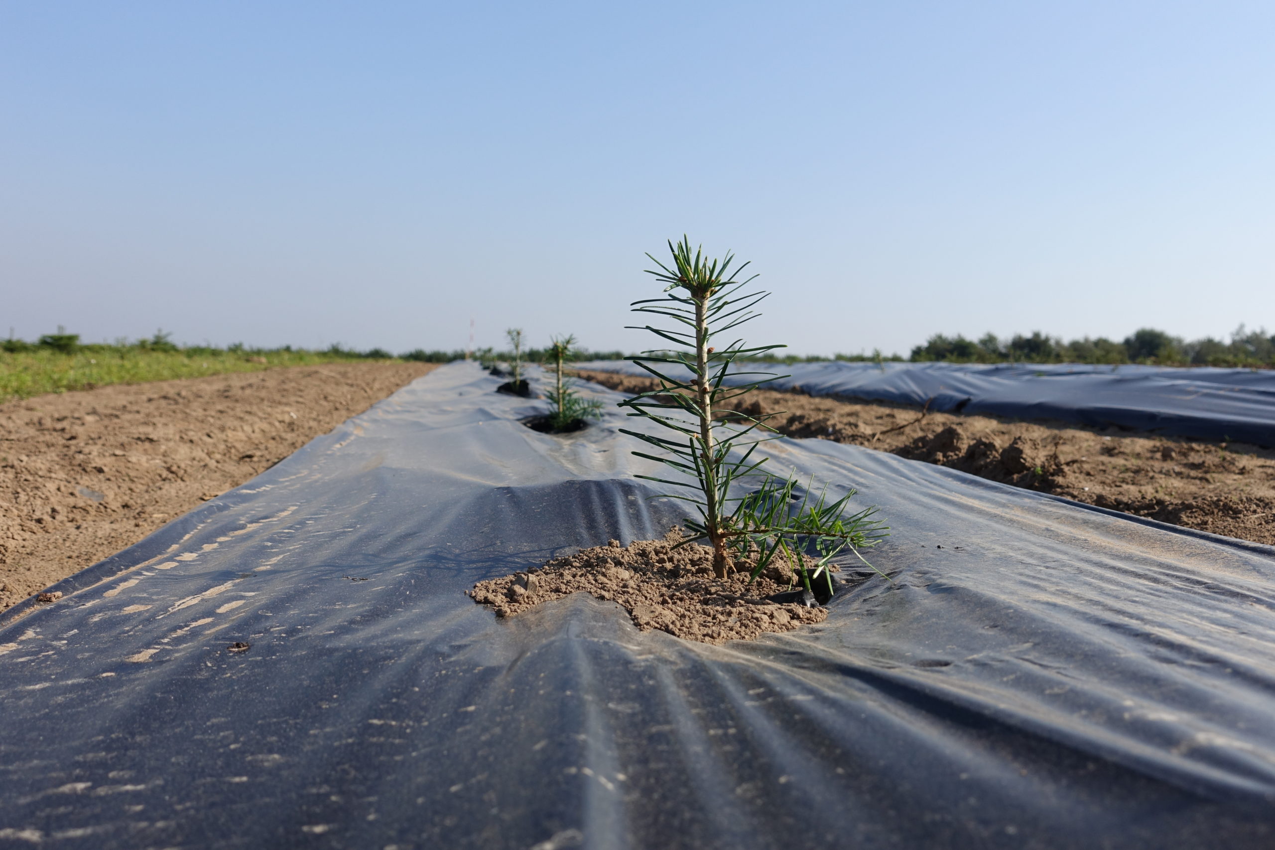 Bionedbrydelig plast: Den gode ide fra juletræsplantagen